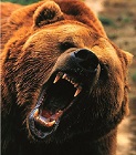 Grizzly_1One
